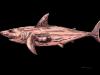 Bjoern Candidus - SHARKY