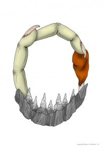 K800_candidus_buchstabe_O_1_c (1)